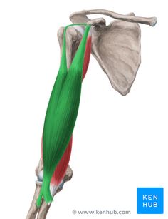 the muscles are shown in this image with an arrow pointing up to their left side