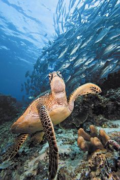 a green sea turtle swimming in front of a school of fish on the ocean floor