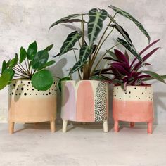 three ceramic planters with plants in them