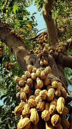 the fruit is growing on the tree and ready to be picked from it's branches