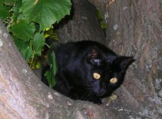 a black cat is sitting in a tree