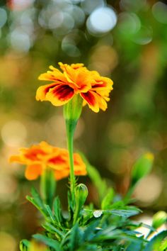 an orange and yellow flower is in the foreground with blurry trees in the background