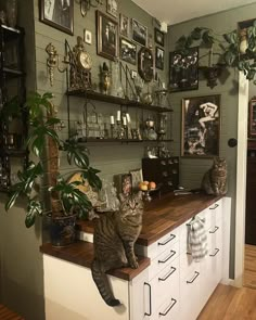 two cats sitting on top of a counter in a room with many pictures and plants