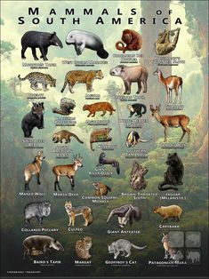 an illustrated poster showing different types of animals