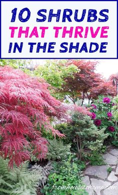 the words 10 shrubs that thrve in the shade