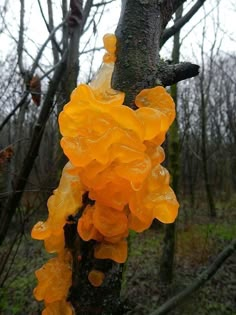 yellow mushrooms growing on a tree in the woods