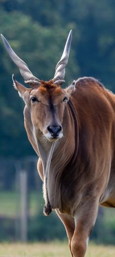 an animal with long horns is walking in the grass