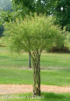 a small tree in the middle of a grassy area next to a path and trees