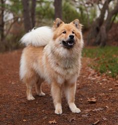 a brown and white dog standing on top of a dirt road next to trees with its mouth open