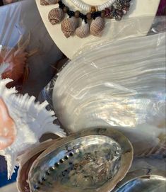 seashells and other sea shells are on display