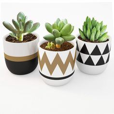 three potted plants with geometric designs on them