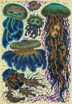 an image of jellyfishs and other sea creatures