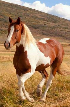 a brown and white horse standing on top of a dry grass covered field with hills in the background