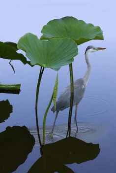 a bird standing in the water next to a large leafy plant