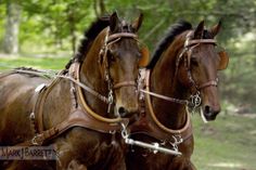 two brown horses pulling a carriage in the woods