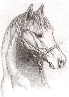 a pencil drawing of a horse with a bridle on it's head