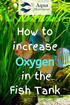 how to increase oxygen in the fish tank