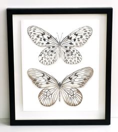 two butterflies are shown in a black frame