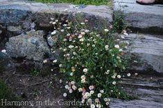 small white and pink flowers growing out of the ground next to a rock wall with someone's feet in the background