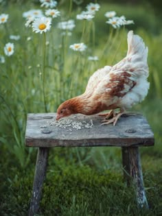 a brown and white chicken sitting on top of a wooden bench in front of flowers