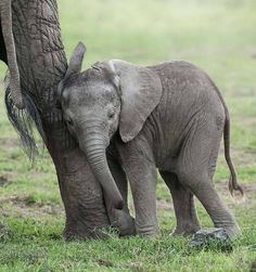 a baby elephant standing next to an adult elephant on top of a grass covered field