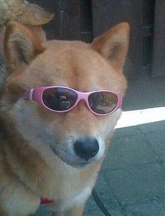 a brown dog wearing pink sunglasses on top of it's head