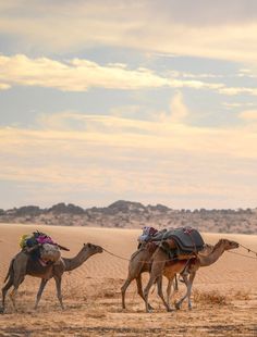 three camels with saddles walking in the desert