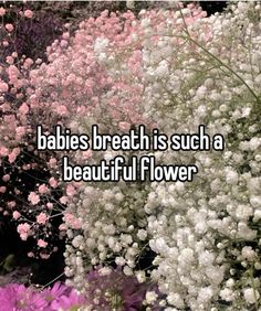 the words babies breath is such a beautiful flower on a background of pink and white flowers