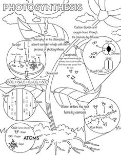 the diagram for photosynthesis with pictures of plants, animals and other things in it