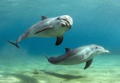 two dolphins swimming in the ocean together