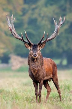 a large elk standing on top of a grass covered field