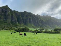 cows graze in a green pasture with mountains in the background on a cloudy day