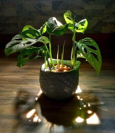 a potted plant sitting on top of a wooden table