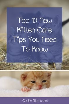 the top 10 new kitten care tips you need to know