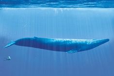 a large blue whale swimming in the ocean