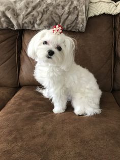 a small white dog sitting on top of a brown couch with a red bow in it's hair