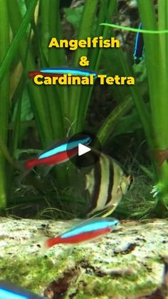 an angelfish and cardinal tetra fish swimming in the water with green plants