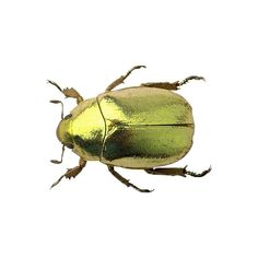 a shiny green beetle on a white background