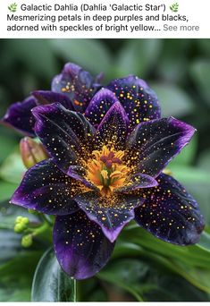 a purple flower with yellow stamens on it