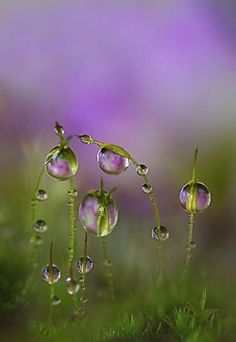 drops of water are hanging from the stems of plants