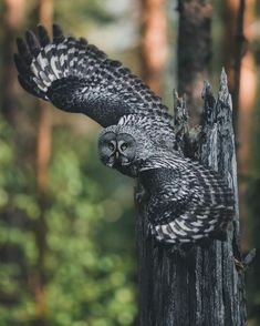 an owl sitting on top of a tree stump in the forest with its wings spread