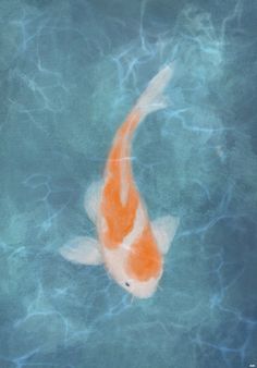 an orange and white fish floating on top of blue water with ripples in it's surface