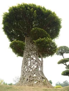 a large tree that is in the middle of a field with trees growing out of it