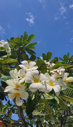 some white and yellow flowers on a tree with blue sky in the backround