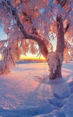 a tree covered in snow with the sun setting behind it