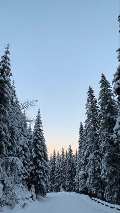 a person riding skis down a snow covered slope next to tall pine trees on a sunny day