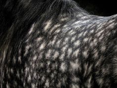 the back end of a black and white horse's head with spots on it