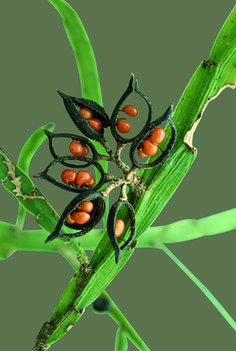 some brown and black bugs on a green plant