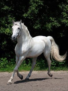 a white horse is galloping in front of some trees