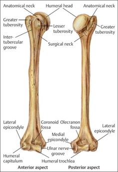 the bones of the lower limbs and upper limbs are labeled in this diagram, with labels on